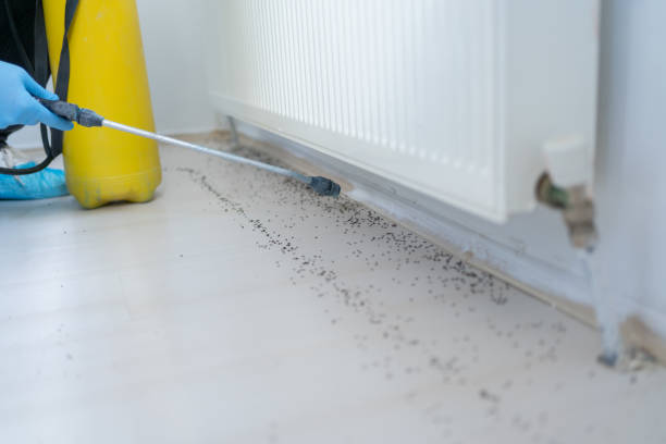 Best Rat Extermination Near Me  in Bayou Blue, LA